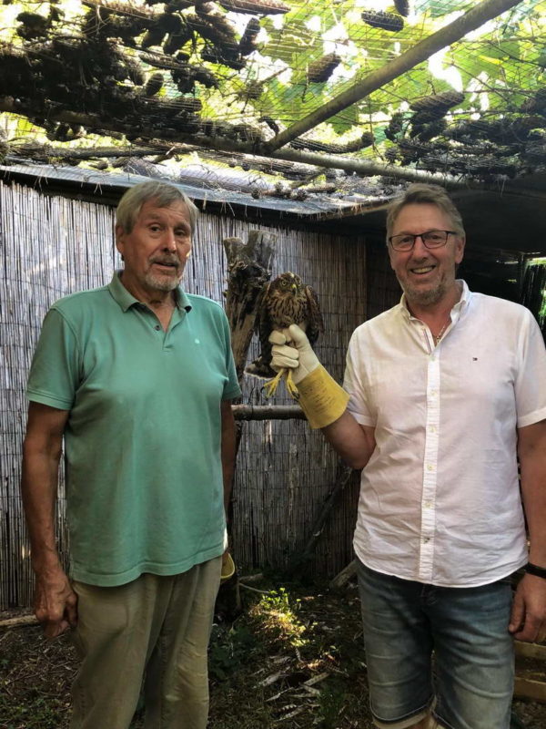 Verletzter Habicht gerettet